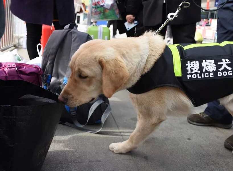 犬防服务